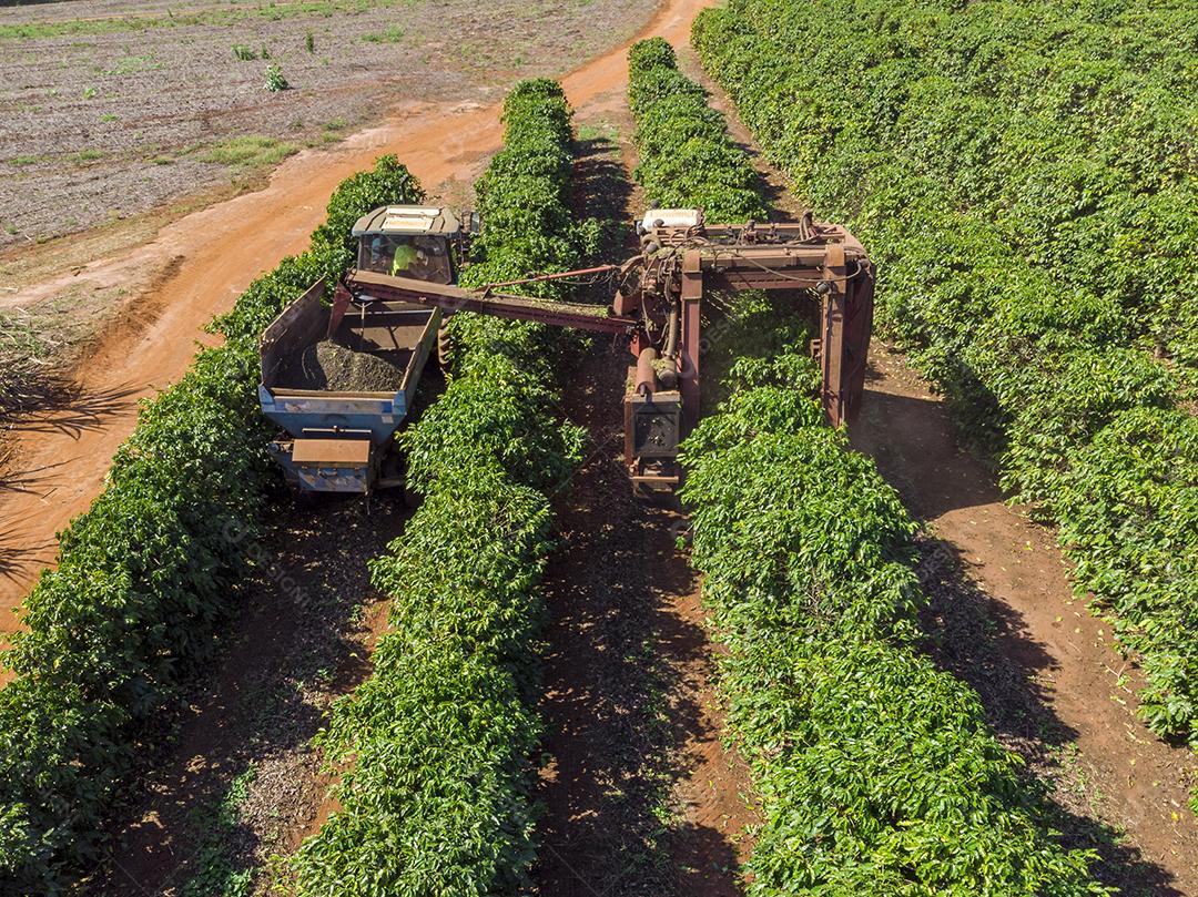 Máquina no campo colhendo café na plantação Imagem JPG