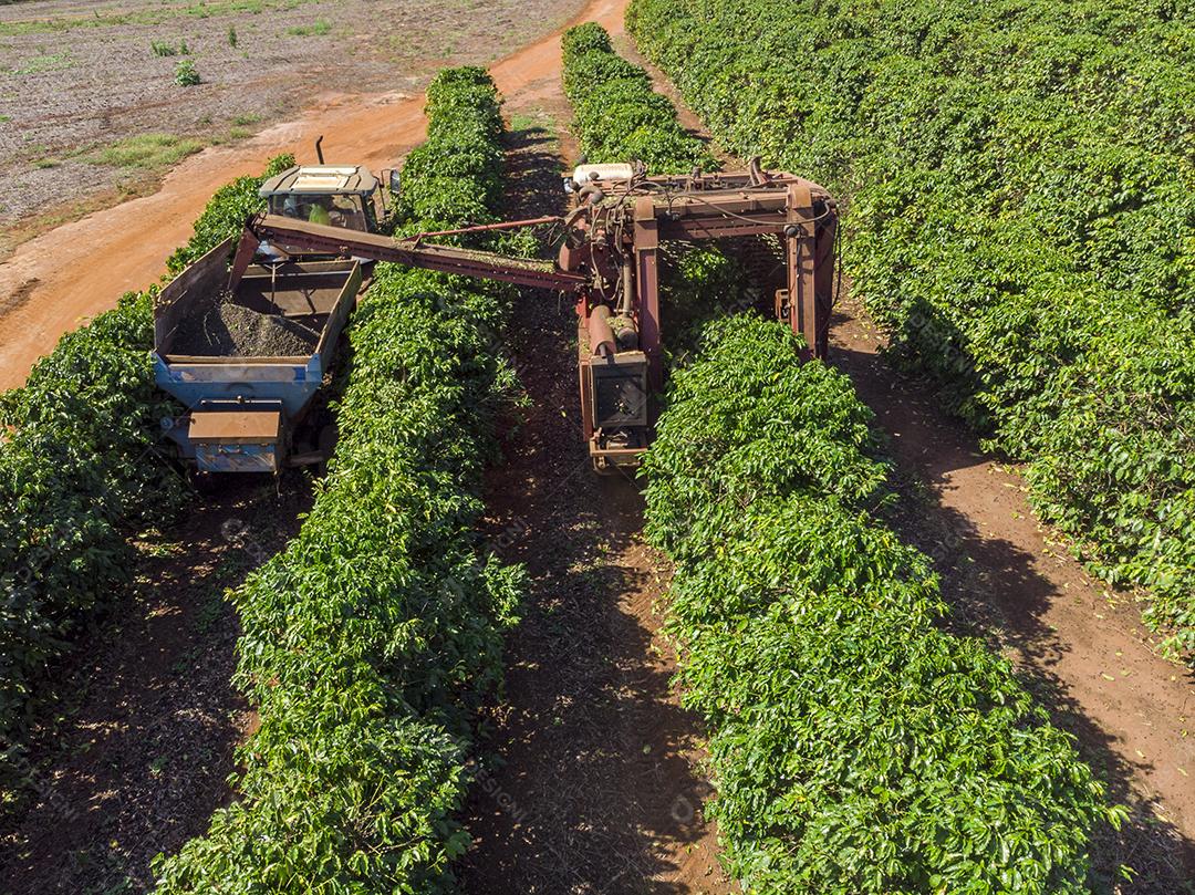 Máquina no campo colhendo café na plantação Imagem JPG