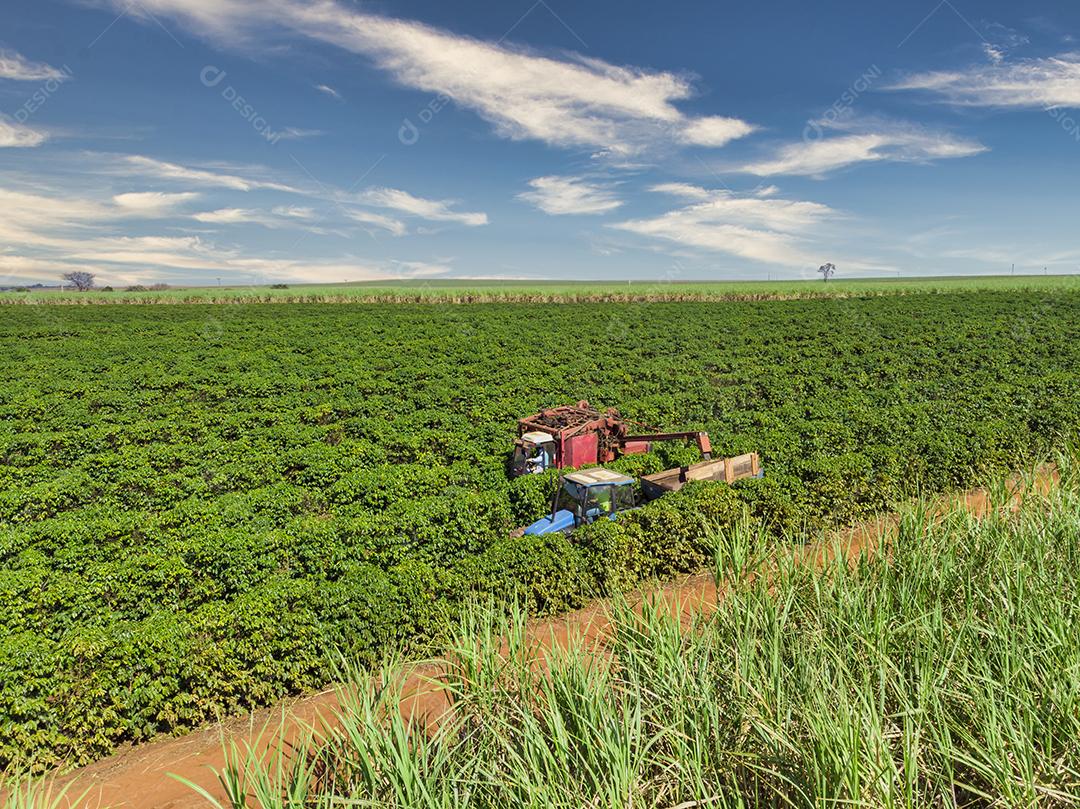 Máquina no campo colhendo café na plantação Imagem JPG