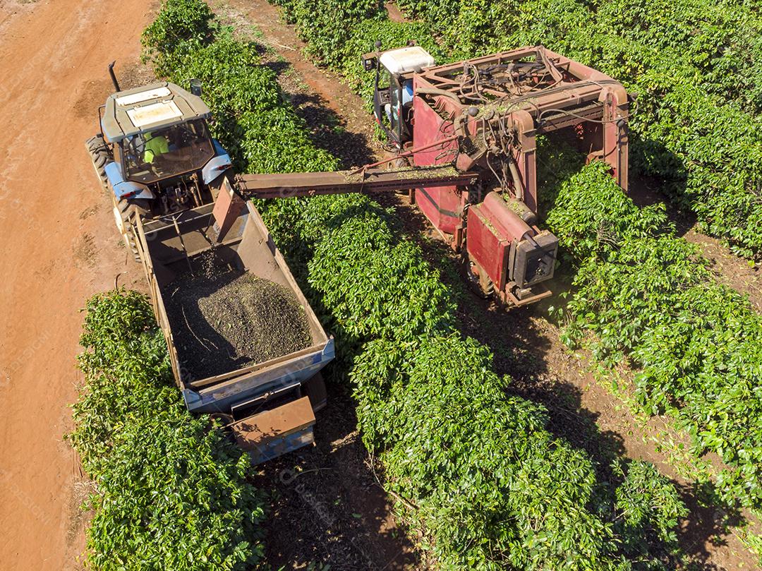 Máquina no campo colhendo café na plantação Imagem JPG