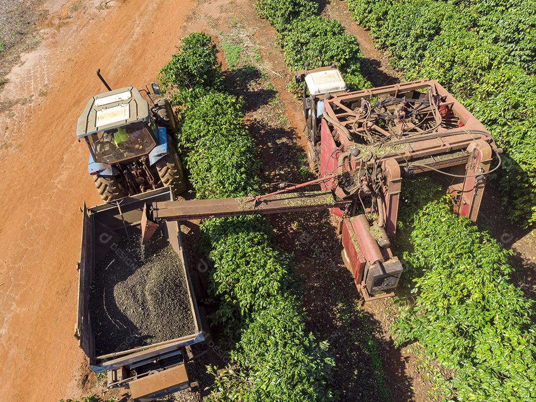 Máquina no campo colhendo café na plantação Imagem JPG