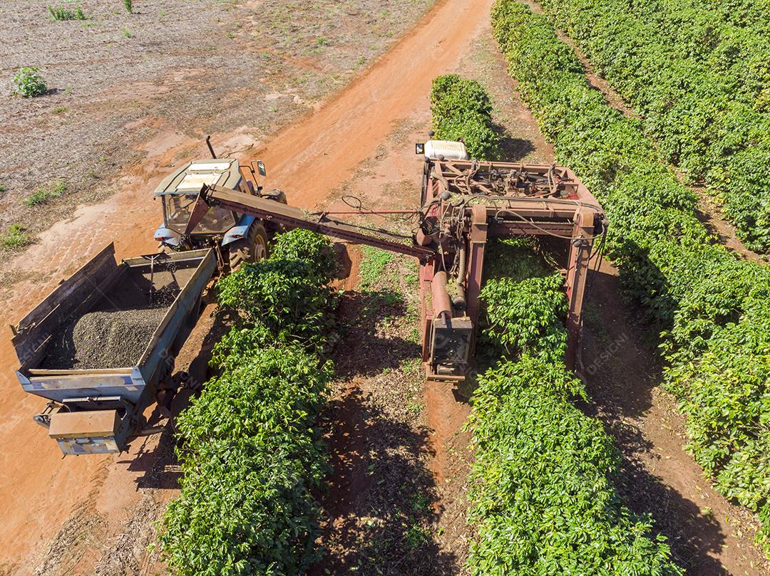 Máquina no campo colhendo café na plantação Imagem JPG