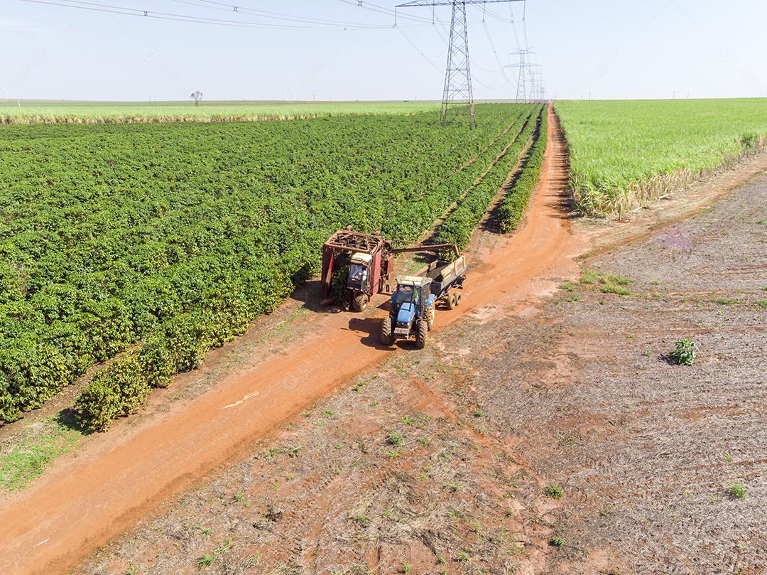 Máquina no campo colhendo café na plantação Imagem JPG