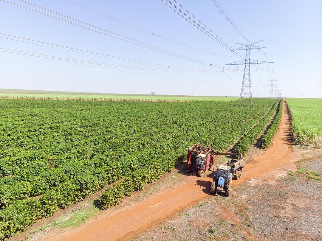 Máquina no campo colhendo café na plantação Imagem JPG