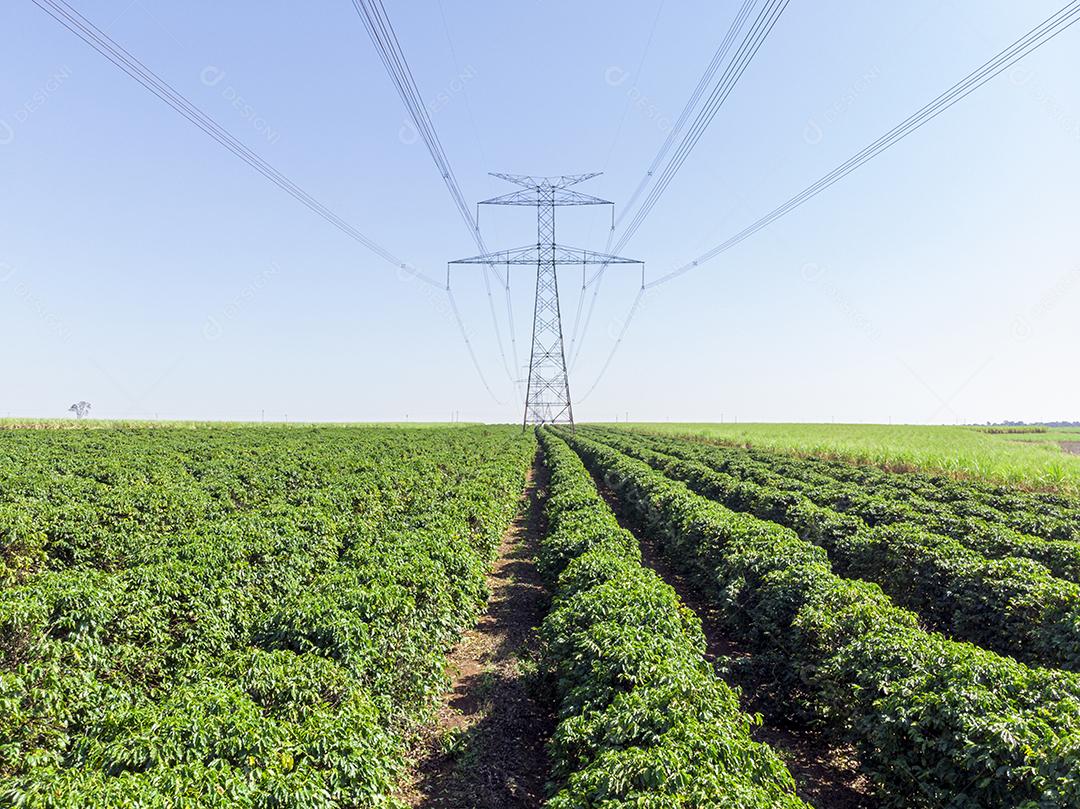 Máquina no campo colhendo café na plantação Imagem JPG