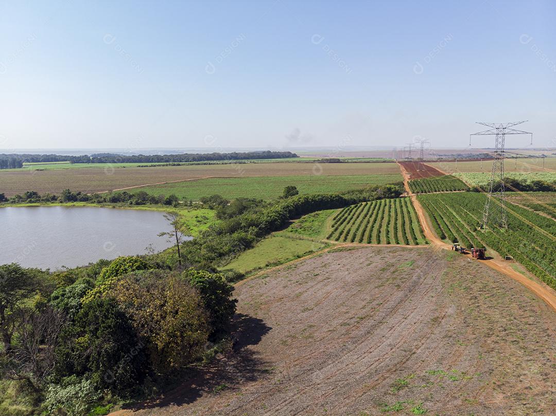 Foto aérea da plantação de café Imagem JPG