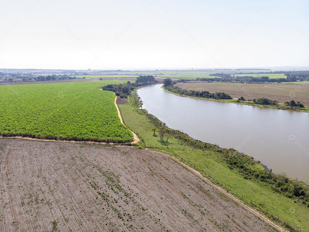 Foto aérea da plantação de café Imagem JPG