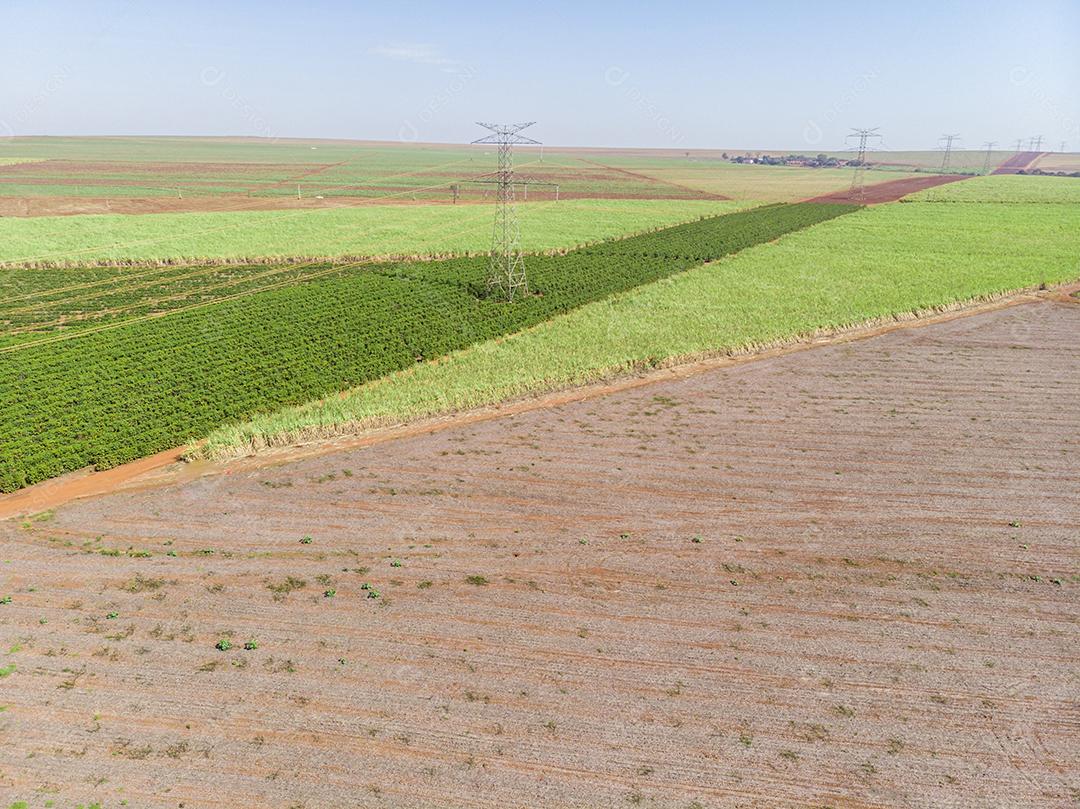 Foto aérea da plantação de café Imagem JPG