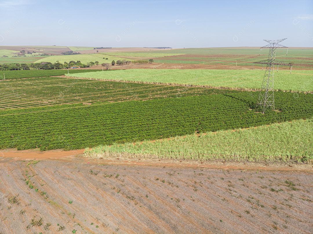 Foto aérea da plantação de café Imagem JPG