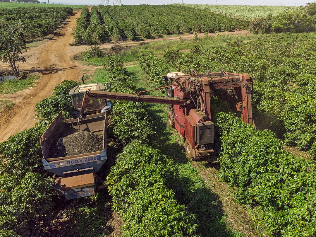 Máquina no campo colhendo café na plantação Imagem JPG