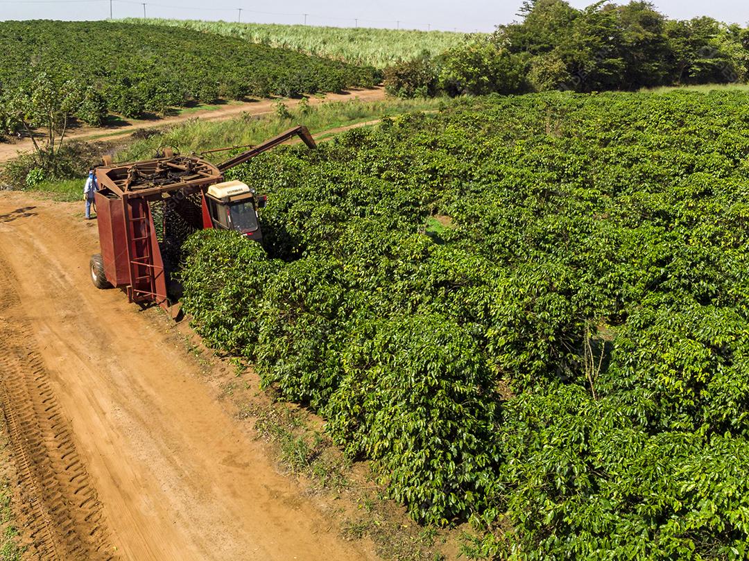 Máquina no campo colhendo café na plantação Imagem JPG