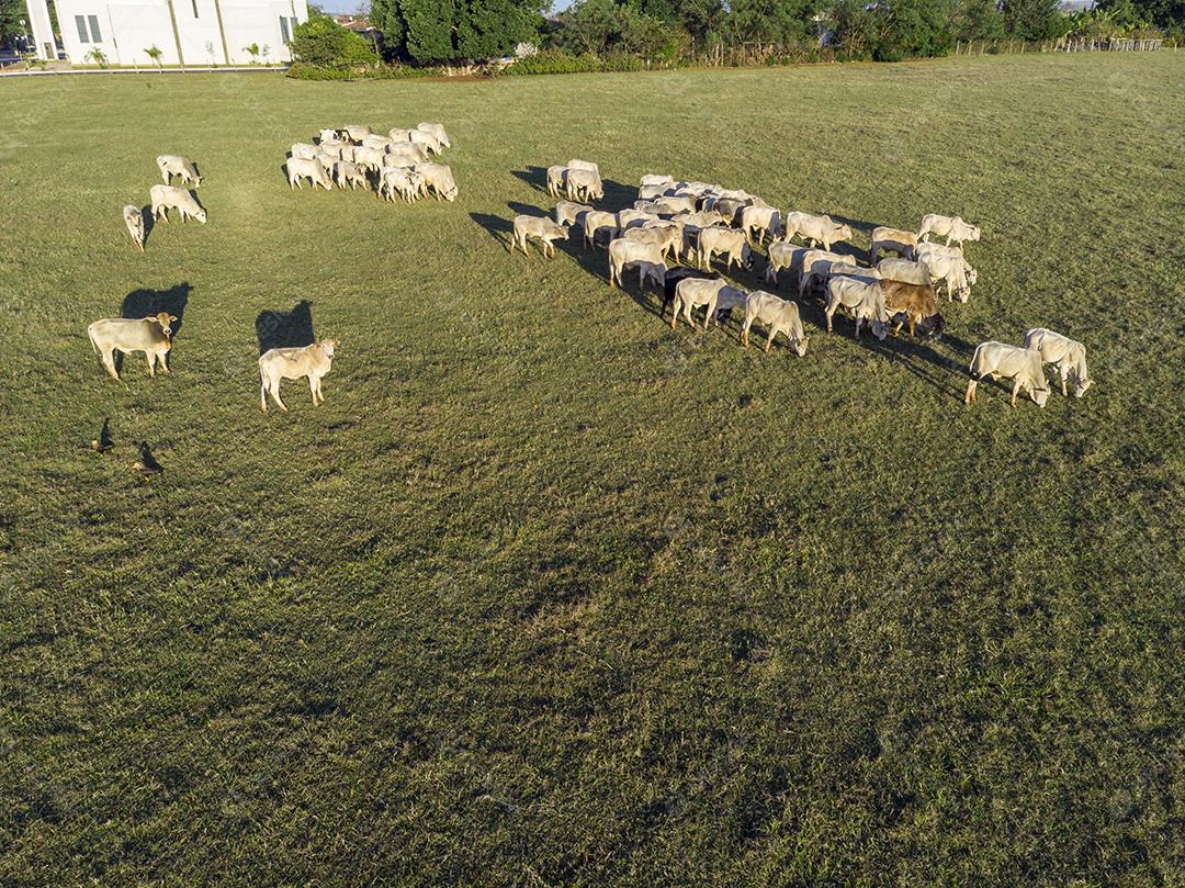 Rebanho de gado pastando no Campo Imagem JPG