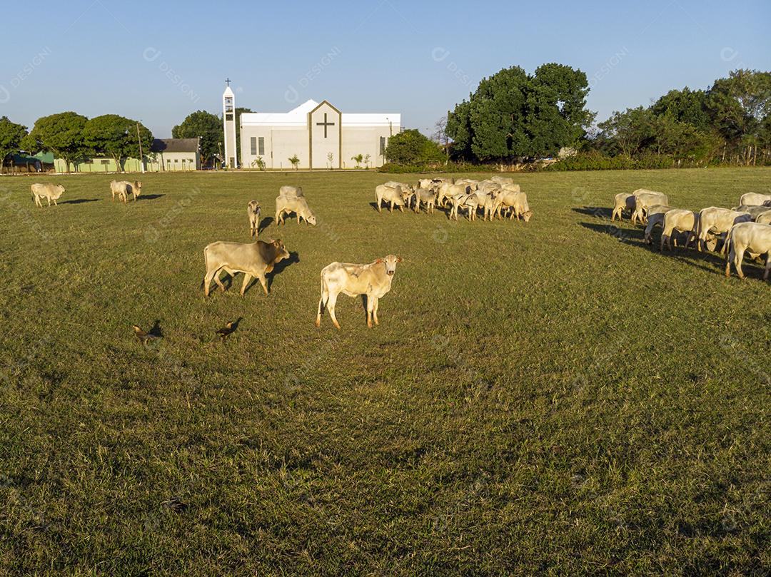 Rebanho de gado pastando no Campo Imagem JPG