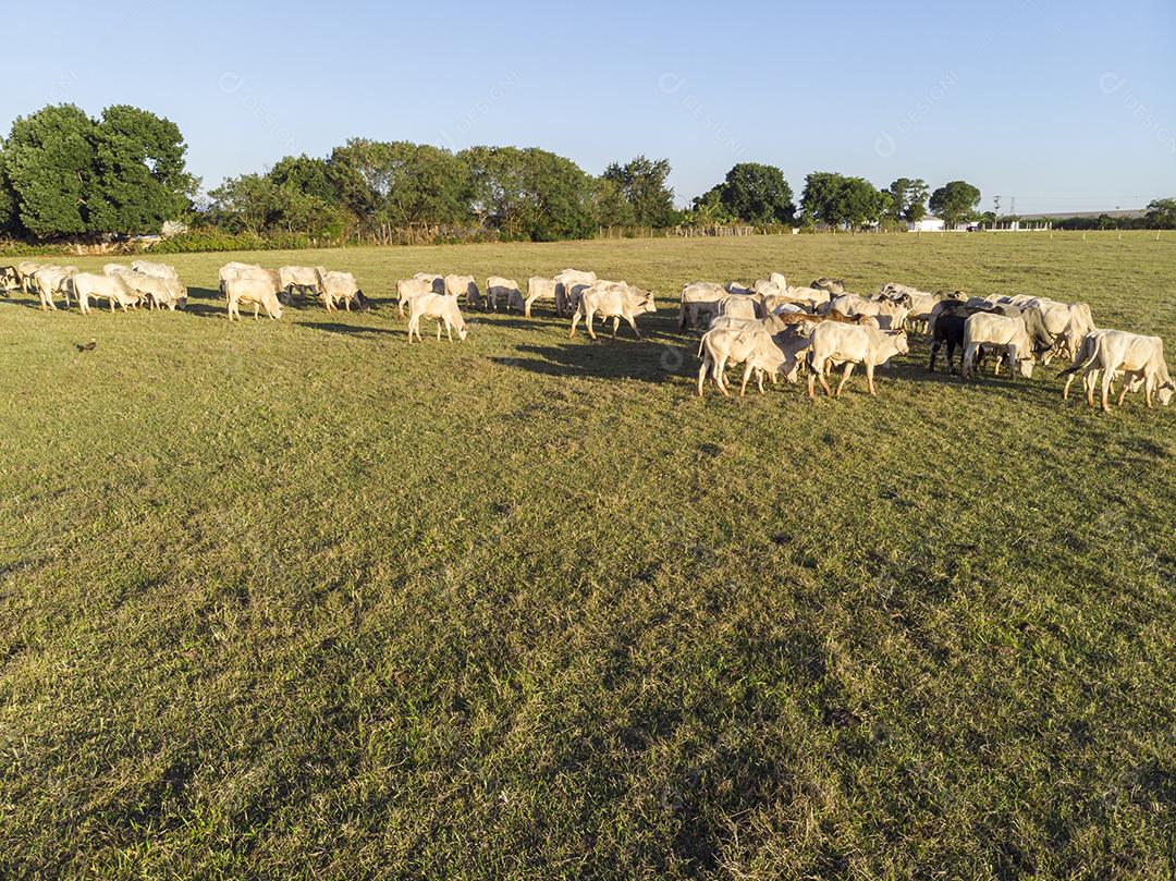 Rebanho de gado pastando no Campo Imagem JPG