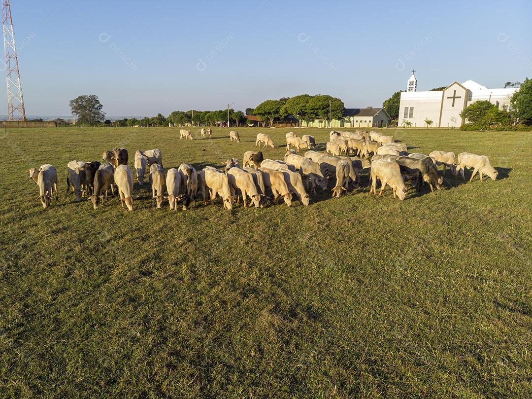 Rebanho de gado pastando no Campo Imagem JPG