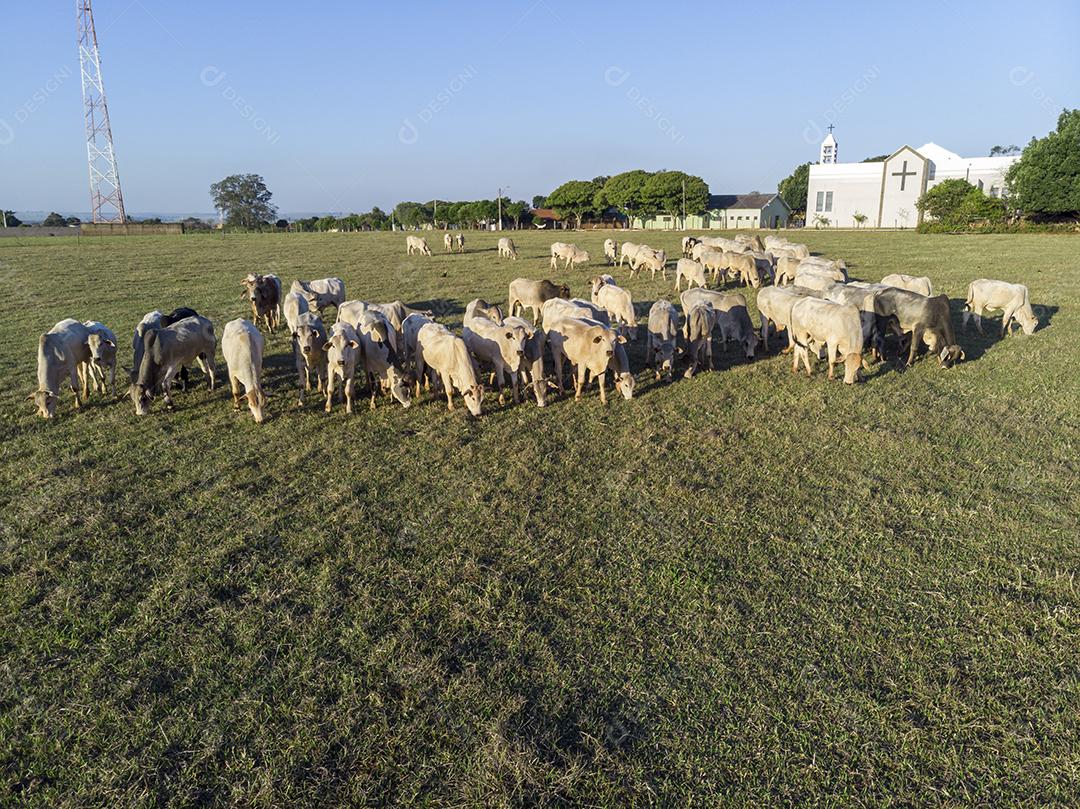 Rebanho de gado pastando no Campo Imagem JPG