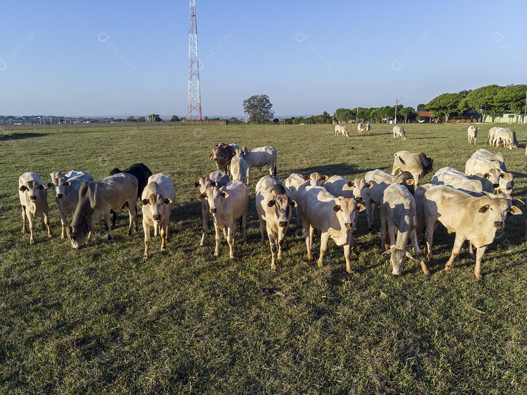 Rebanho de gado pastando no Campo Imagem JPG