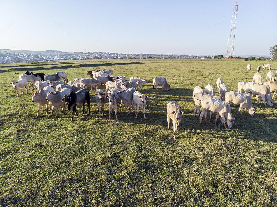 Rebanho de gado pastando no Campo Imagem JPG