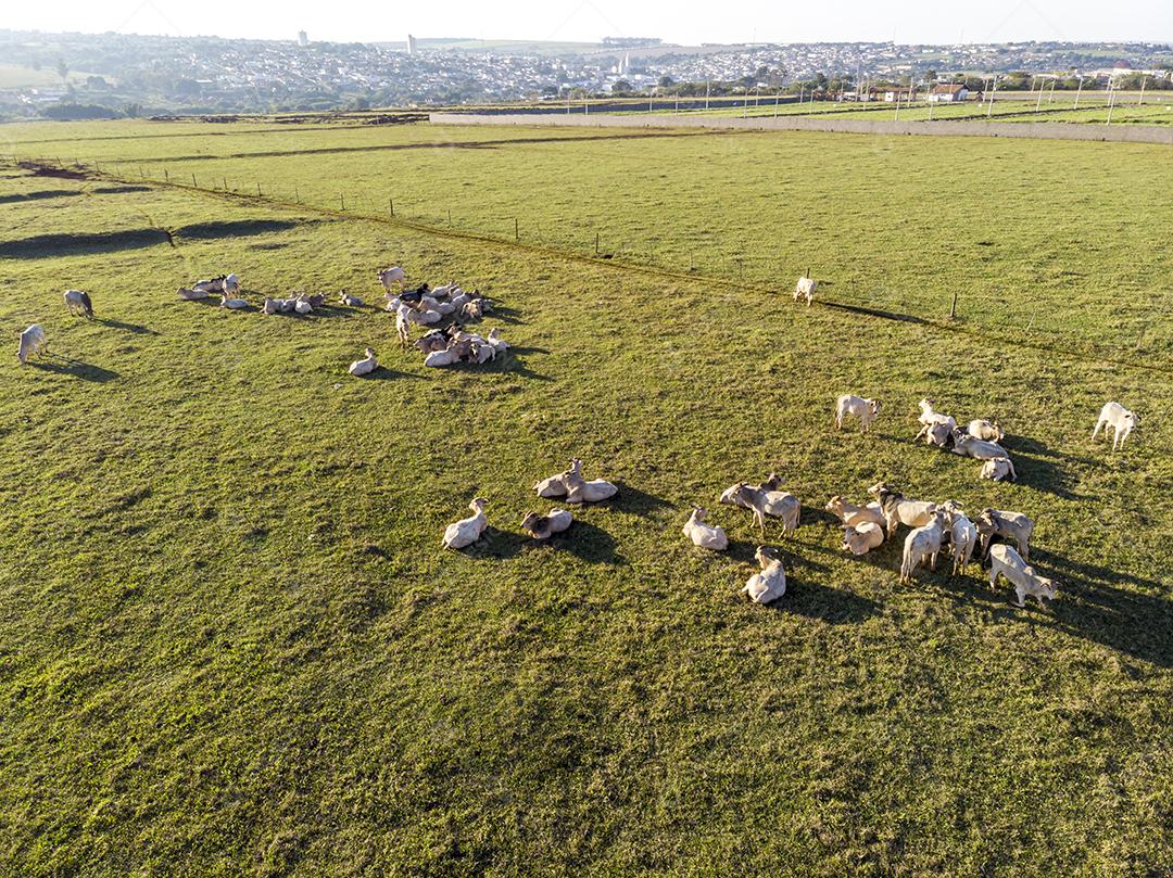 Rebanho de gado pastando no Campo Imagem JPG