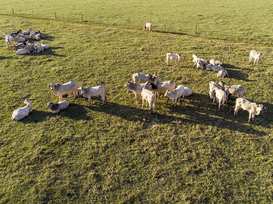Rebanho de gado pastando no Campo Imagem JPG