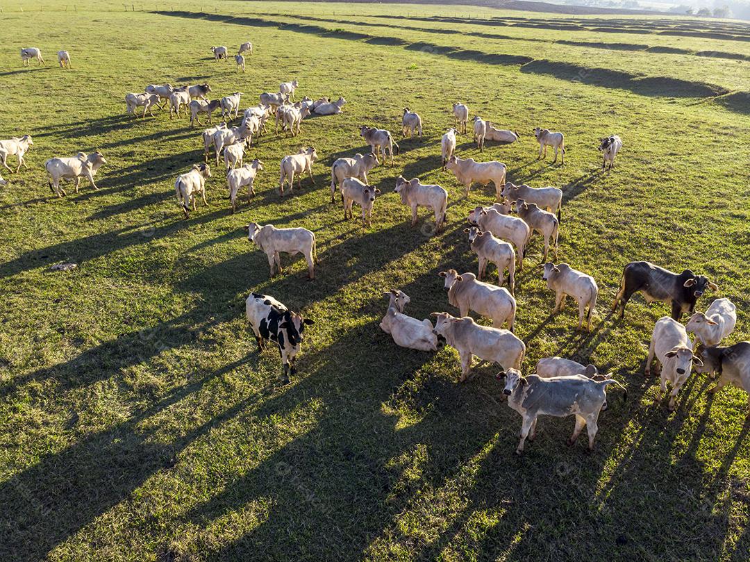 Rebanho de gado pastando no Campo Imagem JPG