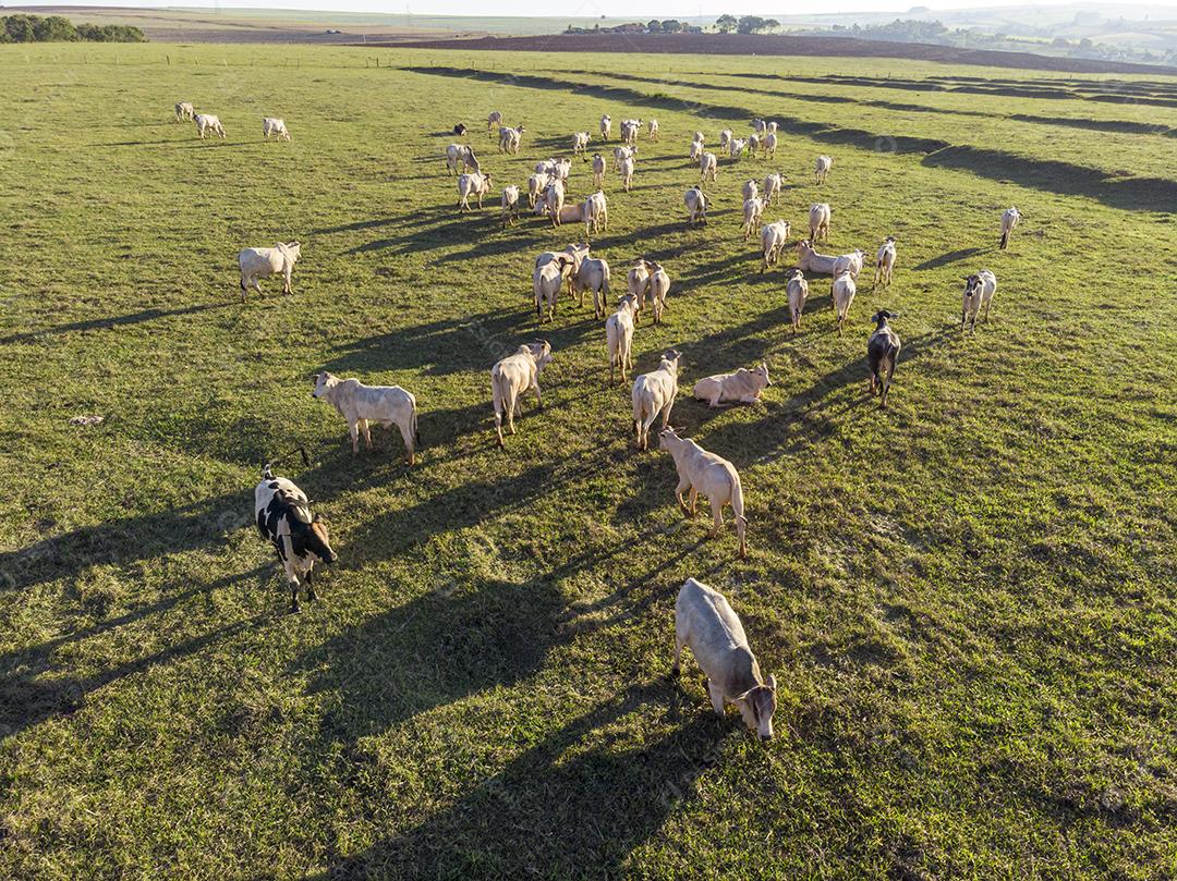 Rebanho de gado pastando no Campo Imagem JPG