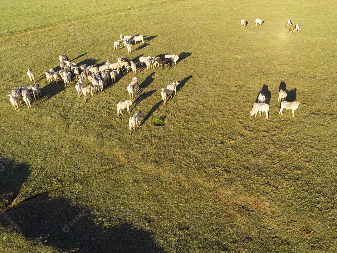 Rebanho de gado pastando no Campo Imagem JPG