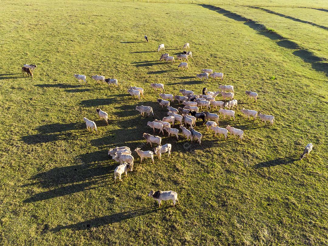 Rebanho de gado pastando no Campo Imagem JPG
