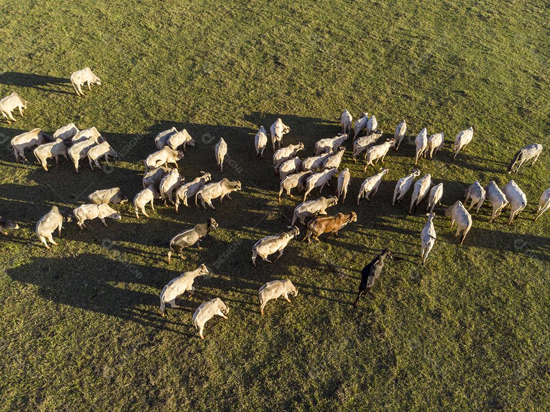 Rebanho de gado pastando no Campo Imagem JPG