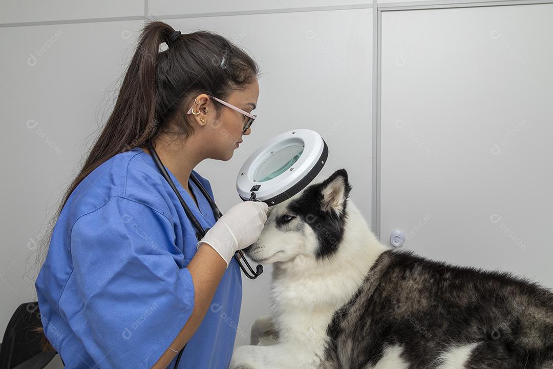 Veterinário usando aparelho para examinar a pele do cão Imagem JPG