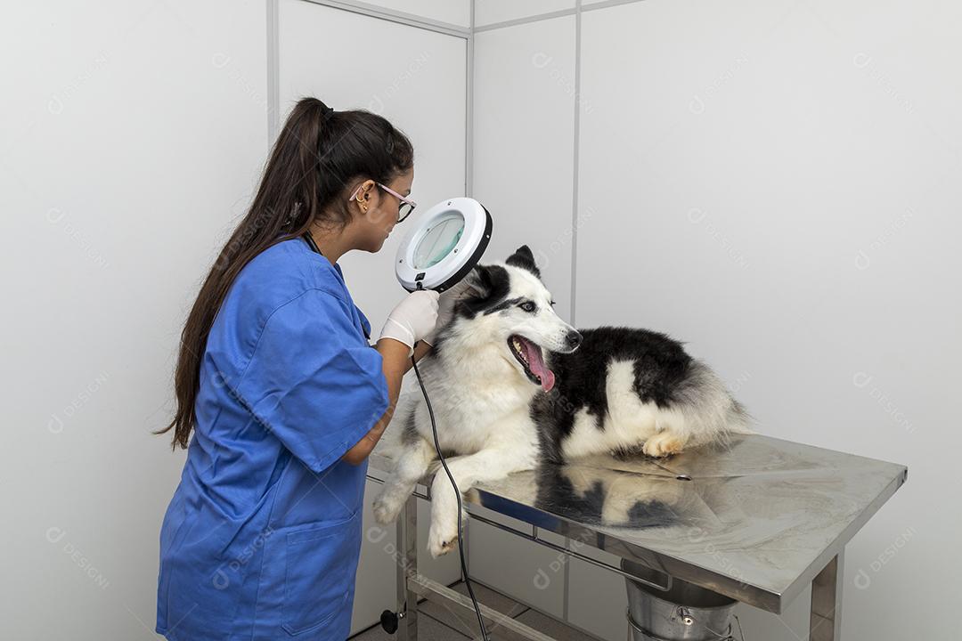 Veterinário usando aparelho para examinar a pele do cão Imagem JPG