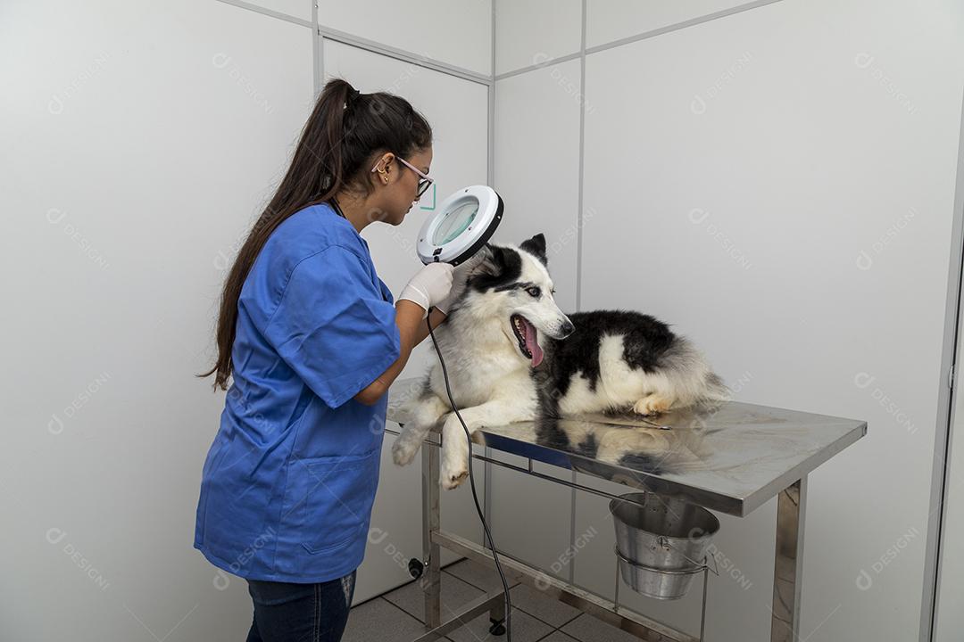 Veterinário usando aparelho para examinar a pele do cão Imagem JPG