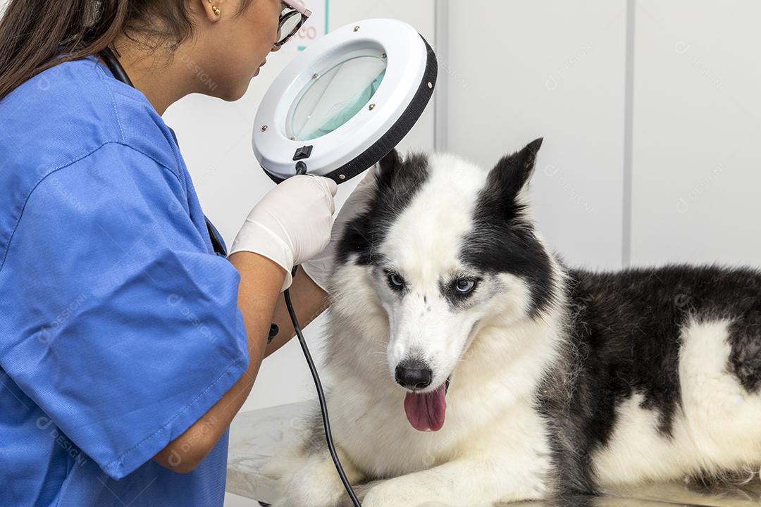 Veterinário usando aparelho para examinar a pele do cão Imagem JPG
