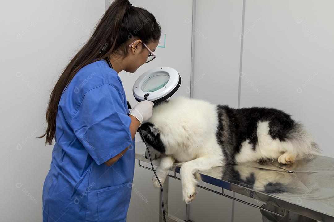 Veterinário usando aparelho para examinar a pele do cão Imagem JPG