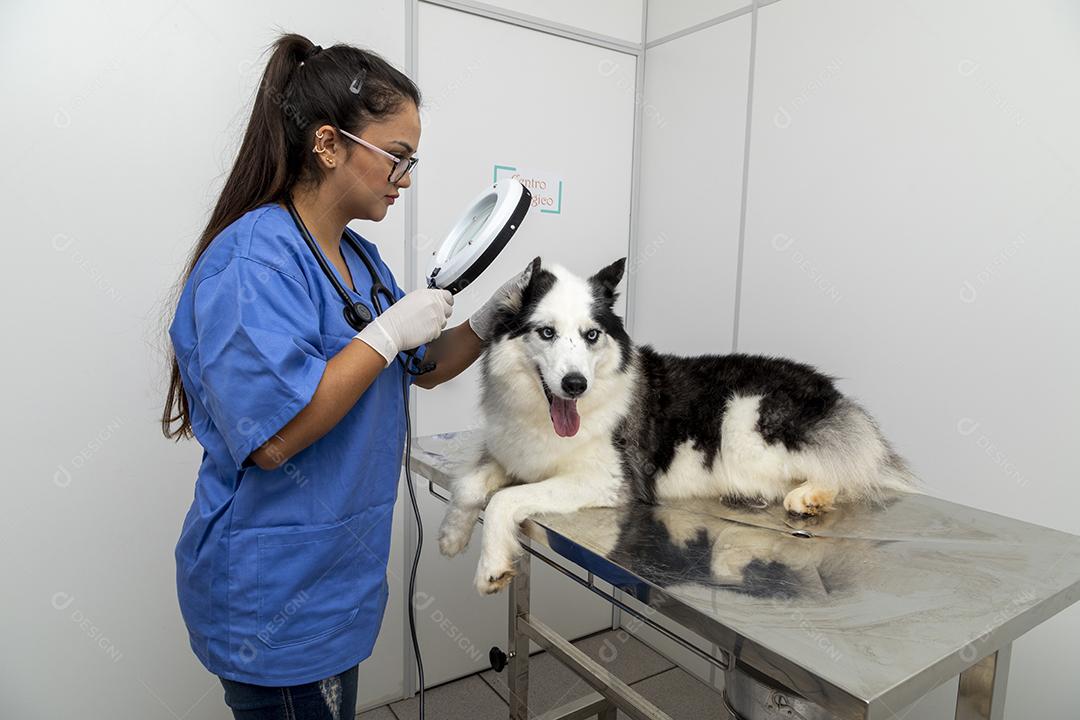 Veterinário usando aparelho para examinar a pele do cão Imagem JPG