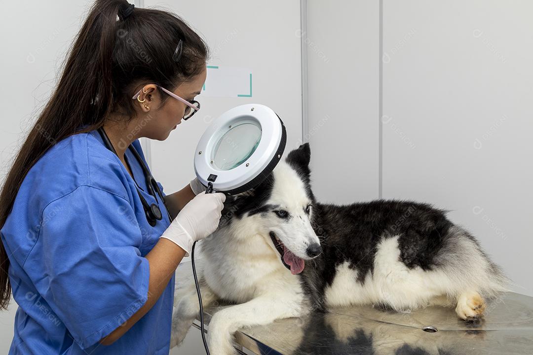 Veterinário usando aparelho para examinar a pele do cão Imagem JPG