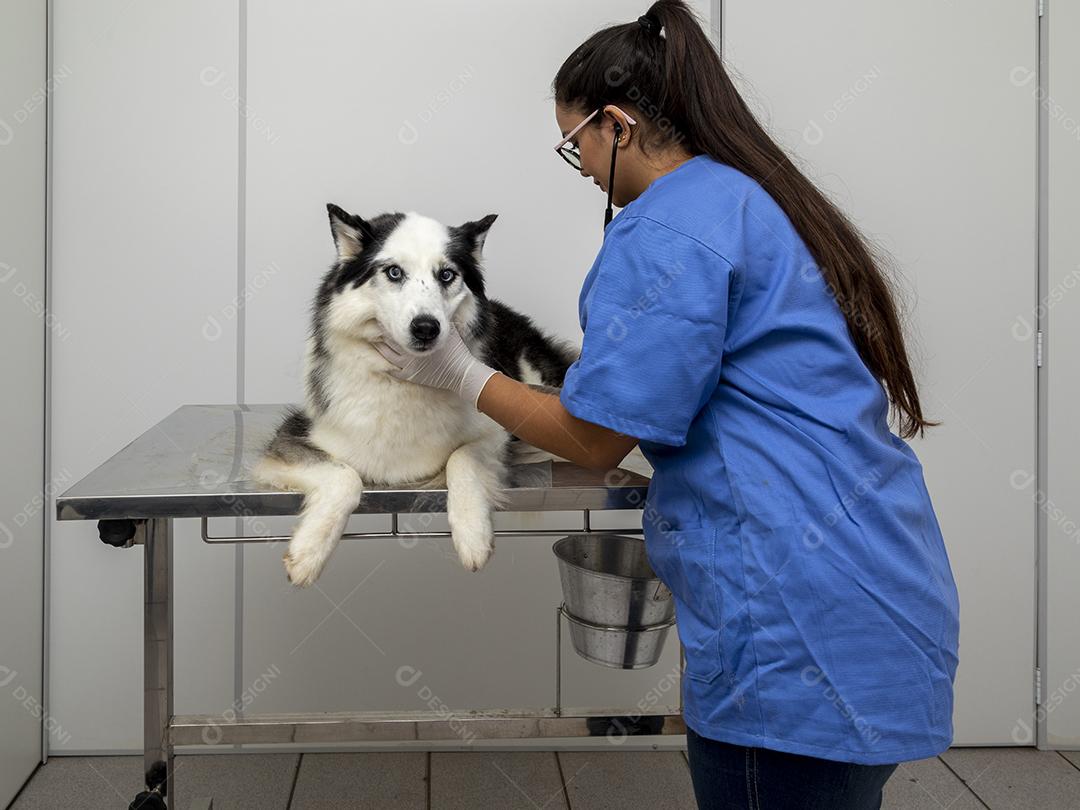 Veterinário usando aparelho para examinar a pele do cão Imagem JPG