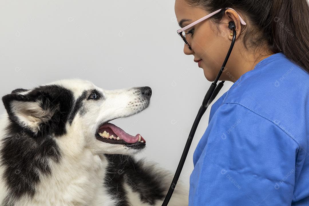 Veterinário usando aparelho para examinar a pele do cão Imagem JPG