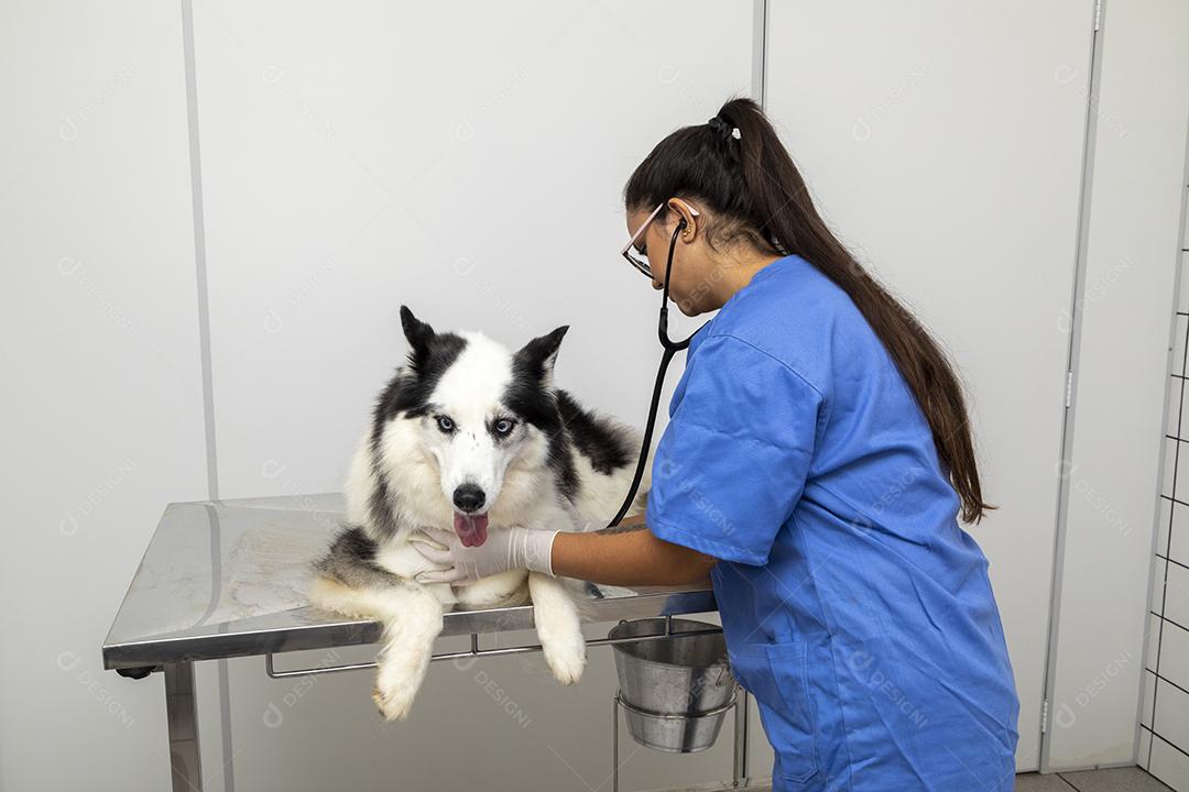 Veterinário usando aparelho para examinar a pele do cão Imagem JPG