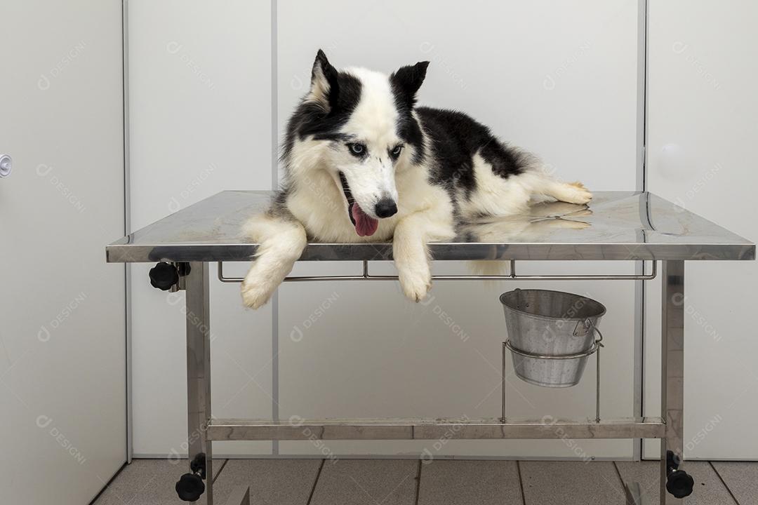 Husky Siberiano deitado sobre a mesa na clínica veterinária Imagem JPG