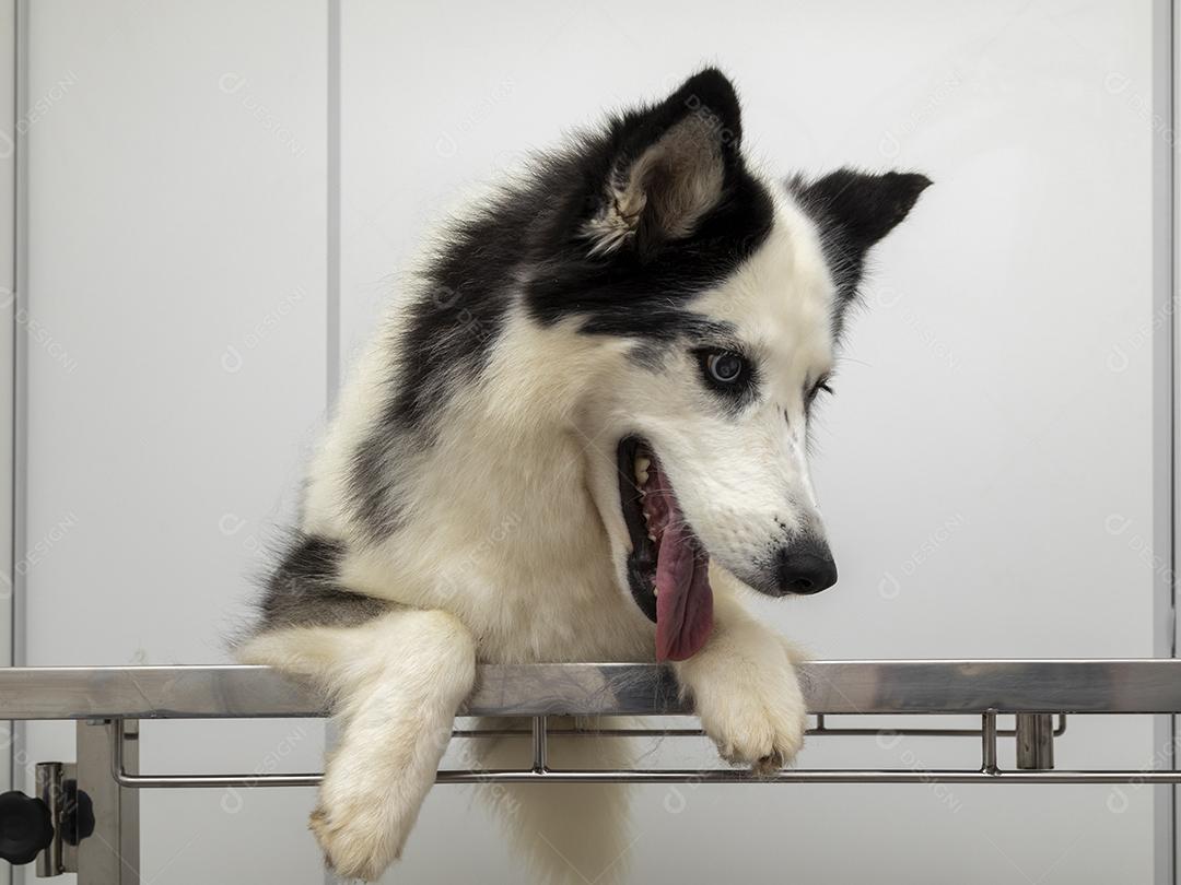 Husky Siberiano deitado sobre a mesa na clínica veterinária Imagem JPG