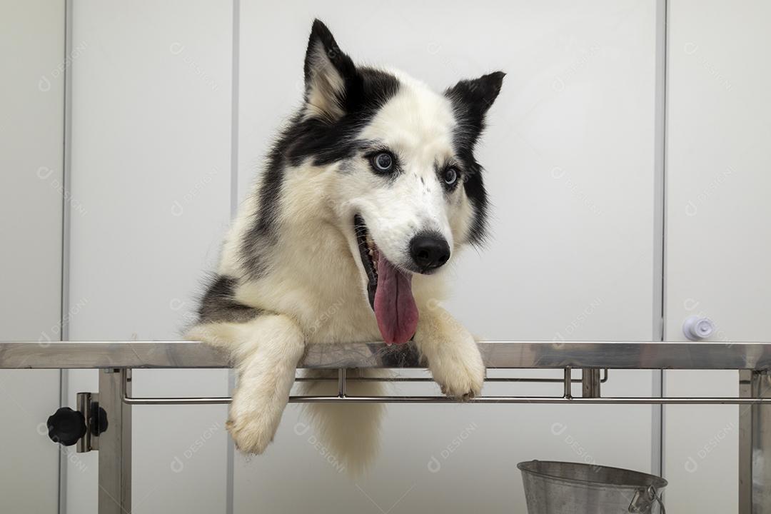 Husky Siberiano deitado sobre a mesa na clínica veterinária Imagem JPG