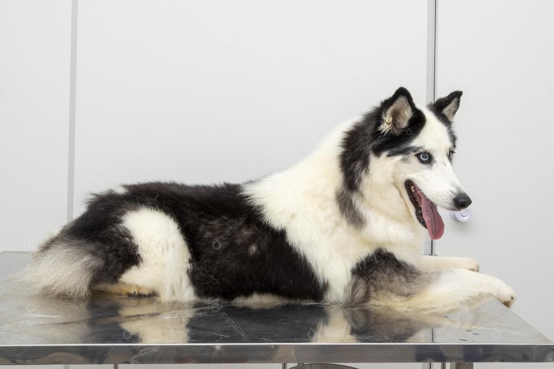 Husky Siberiano deitado sobre a mesa na clínica veterinária Imagem JPG