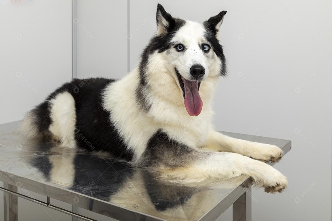 Husky Siberiano deitado sobre a mesa na clínica veterinária Imagem JPG