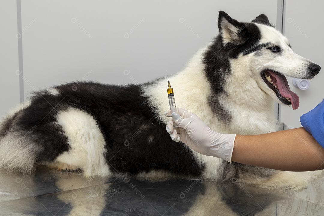 Veterinário dando injeção para cachorro Imagem JPG