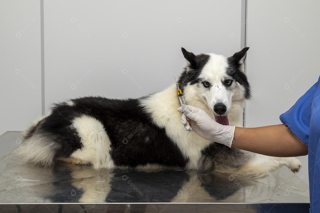 Veterinário dando injeção para cachorro Imagem JPG