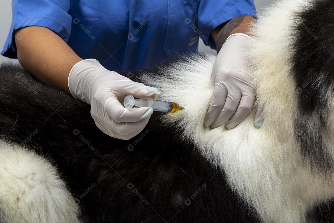 Veterinário dando injeção para cachorro Imagem JPG