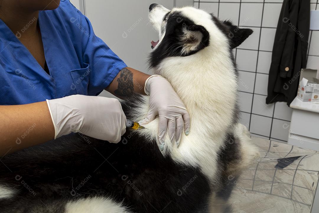 Veterinário dando injeção para cachorro Imagem JPG