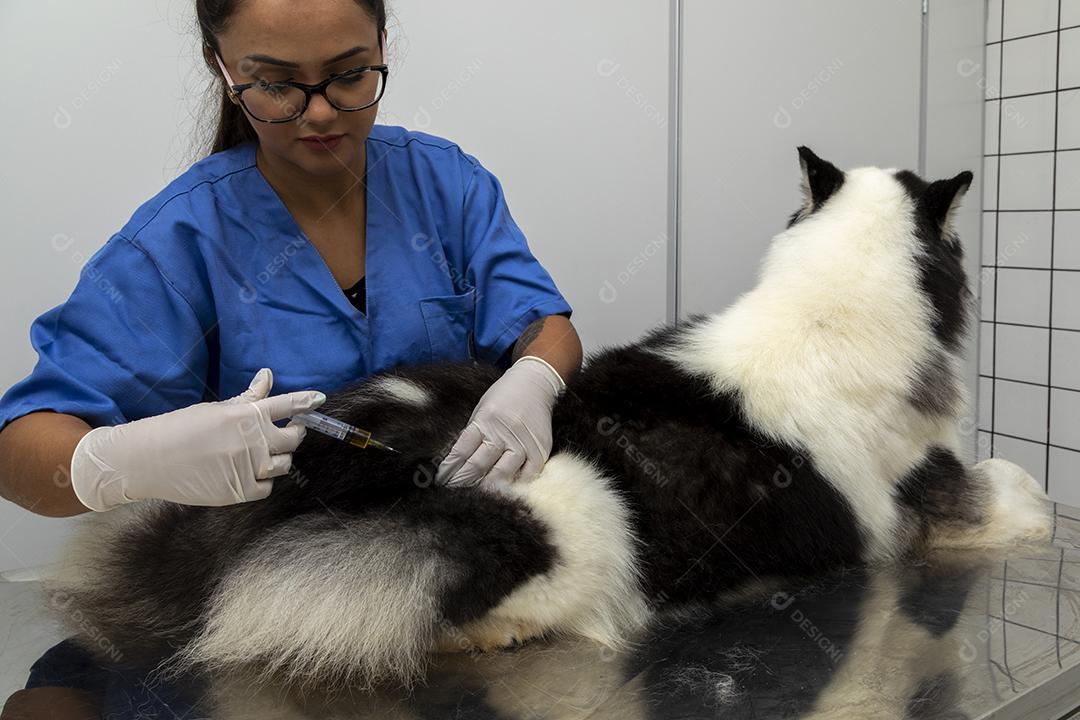 Veterinário dando injeção para cachorro Imagem JPG