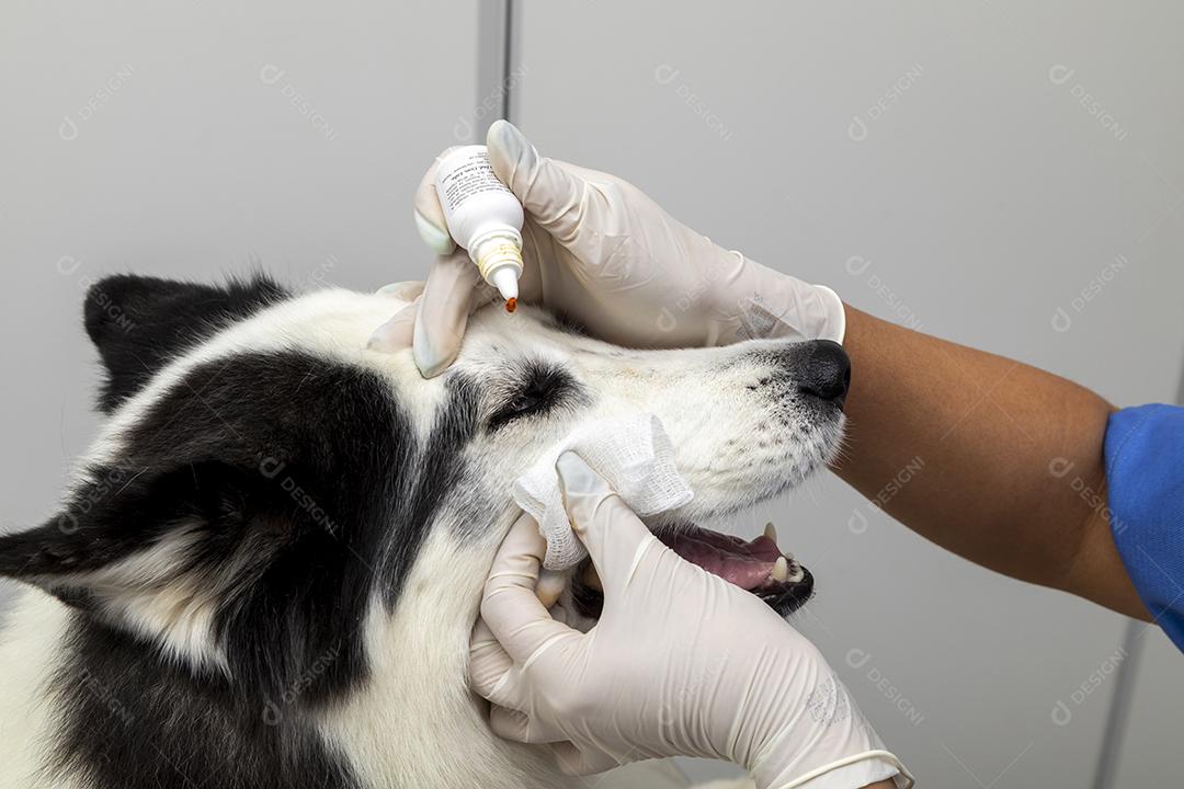 Veterinário dando injeção para cachorro Imagem JPG